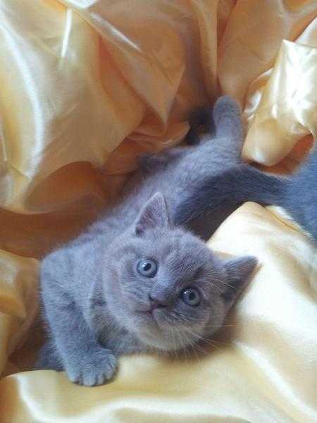 Vgdd British Shorthair Blue Kittens