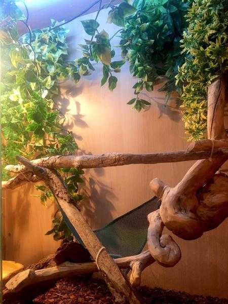 Vivexotic Aboreal Vivarium