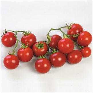 Walmers Seeds - Tomato Seed Multi-Pack - 5 Different Varieties