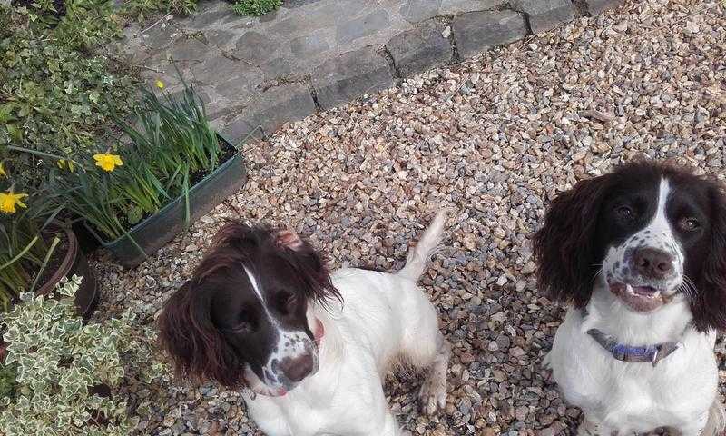Wanted an English Springer stud dog in DevonSomerset