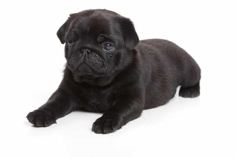 WANTED Black Female Pug Puppy
