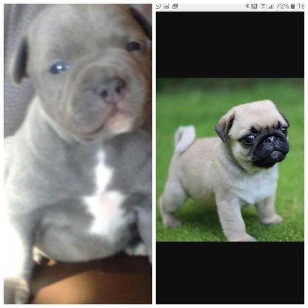 Wanted pug or staff puppy please