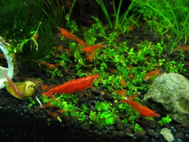 wanted red cherry shrimps swop  10 males for 10 males  , also some for sale