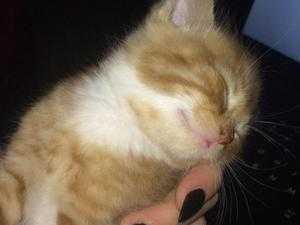 we are looking to rehome a ginger kitten