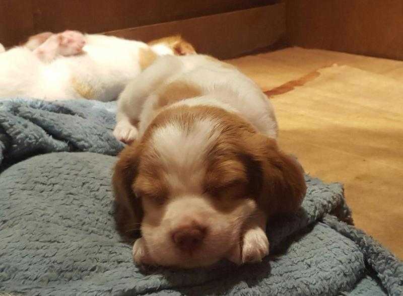 We have AKC Brittany puppies