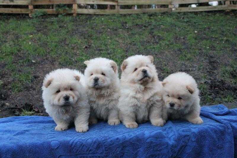 We have both boys and girl039s.Cream White Chow Chow Puppies