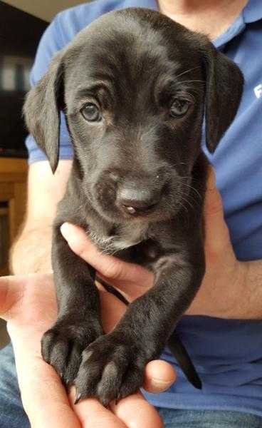 Weimaraner Cross Puppies