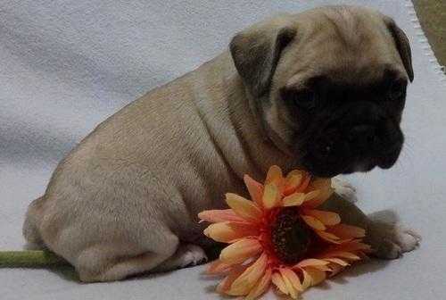 well socialized male and female pug pups available