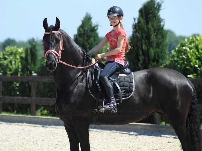 Well trained Frisian horse , beautiful mare
