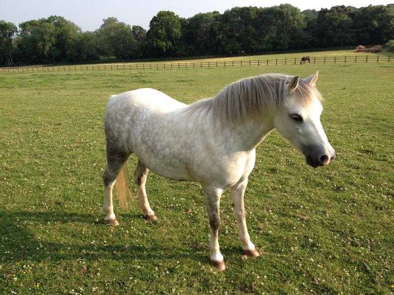 Welsh mountain reg. Sec A mare