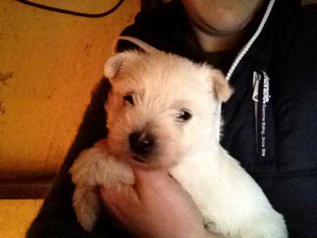 West Highland pups for sale.