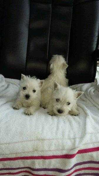 West highland terrier puppies