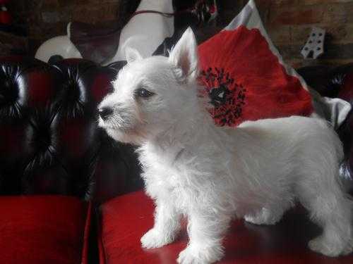 WEST HIGHLAND TERRIER PUPPIES AVAILABLE NOW