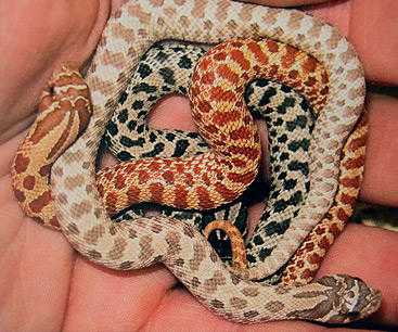 Western Hognoses for sale