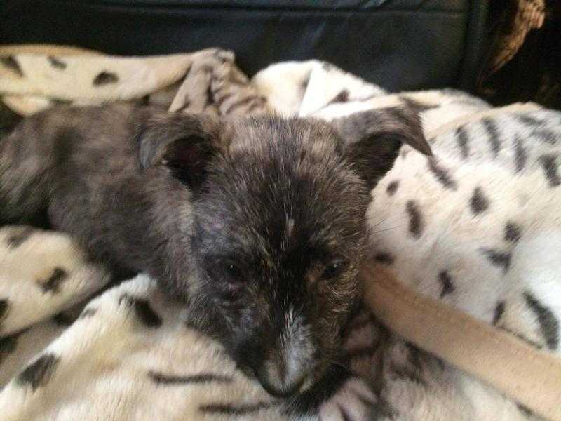 westie cross jack russell boy