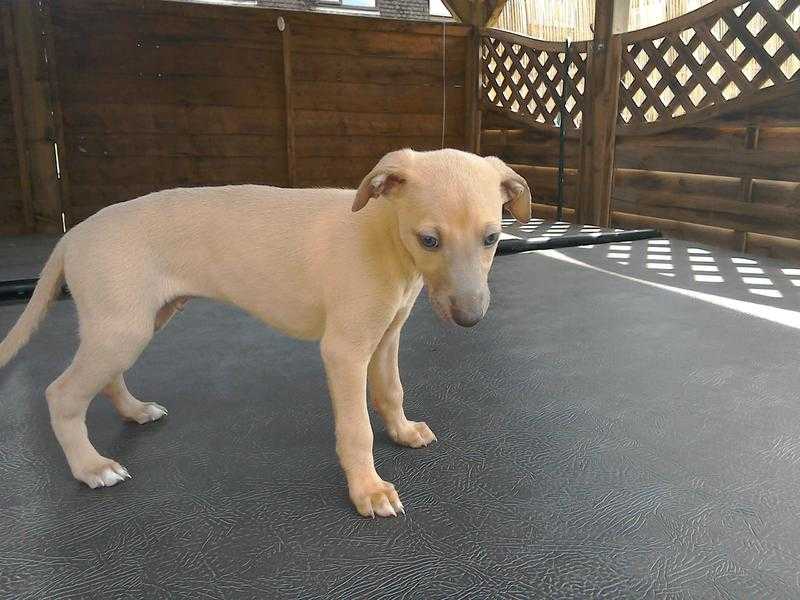 Whippet puppies