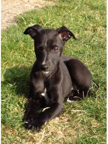 Whippet puppy