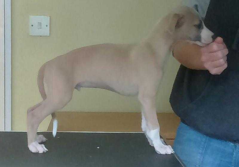 Whippet puppy