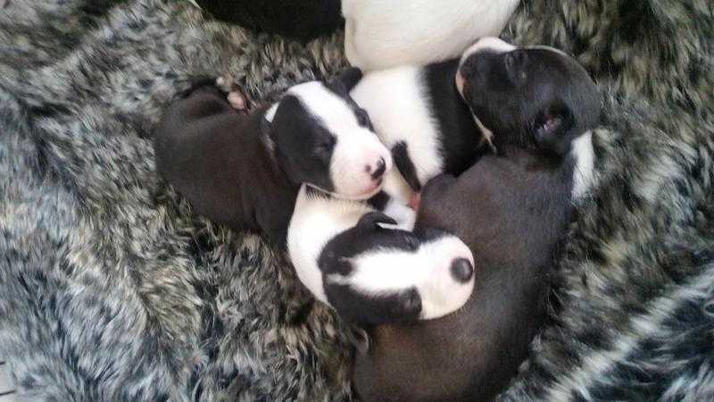 Whippet pups