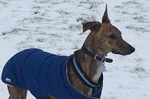 Whippetgreyhound