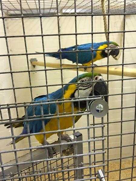 Whistletalking baby Macaw ( Blue N Gold )