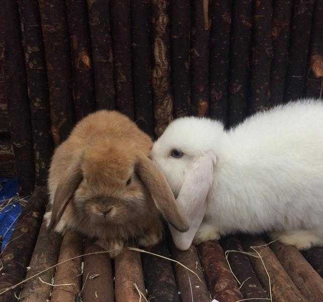 white and orange mini lop bunny rabbits for sale