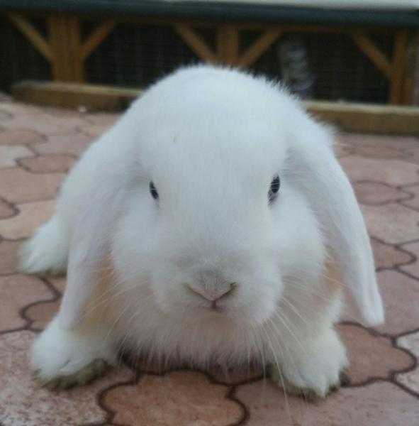 White dwarf lop looking for a new home