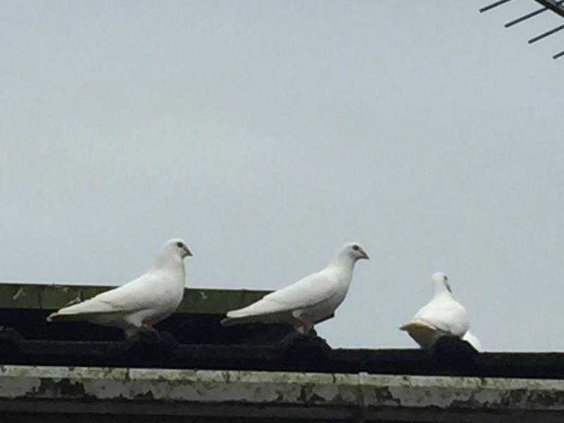 White garden doves