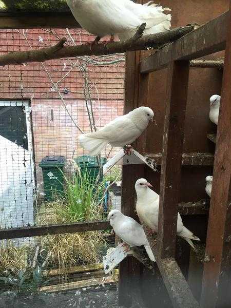 White Garden Doves