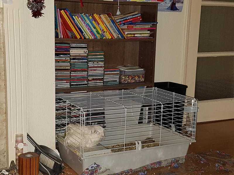 white guinea pig for sale with cage