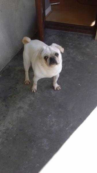 white kc reg pug for sale