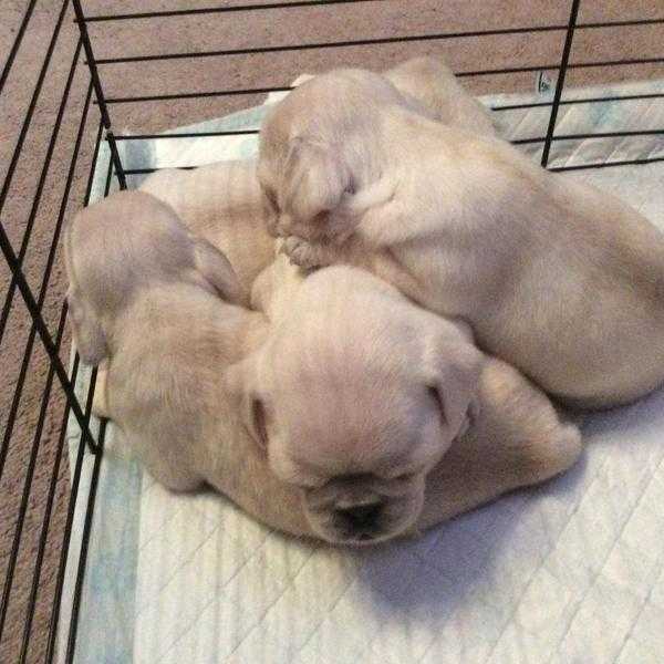 White K.C registered pug puppies