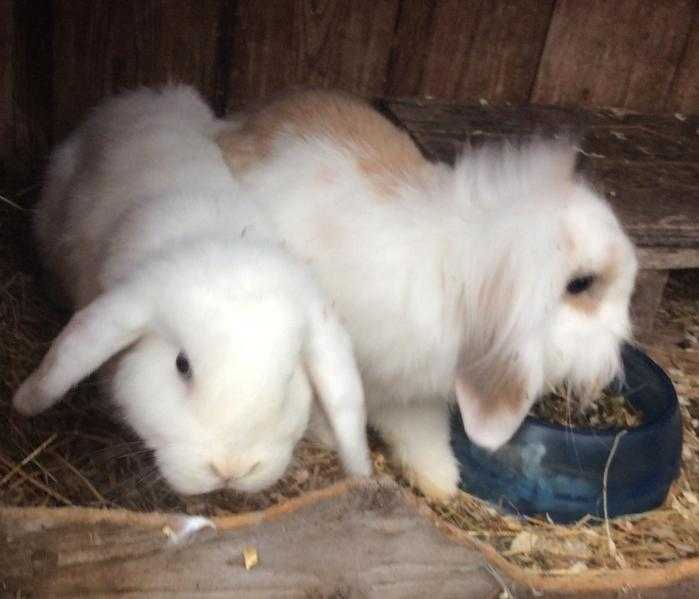 white mini  lion lop rabbits