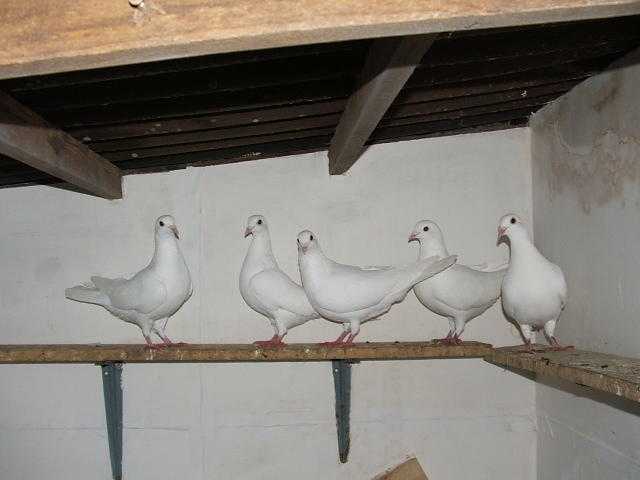 White straight tailed doves