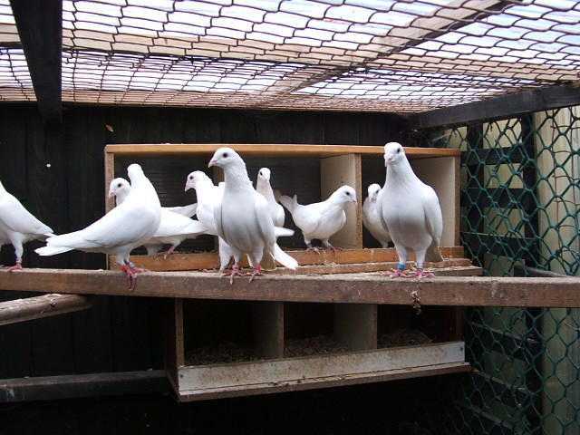 White Straight Tailed Doves