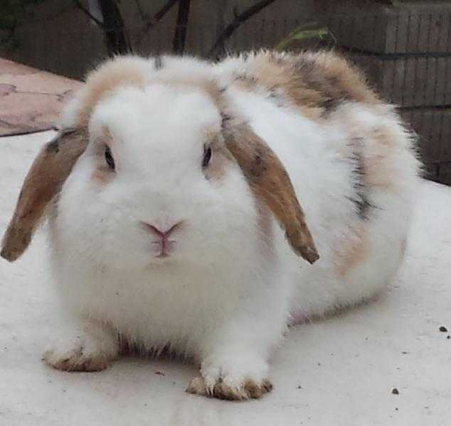 White,Black and ginger rabbit