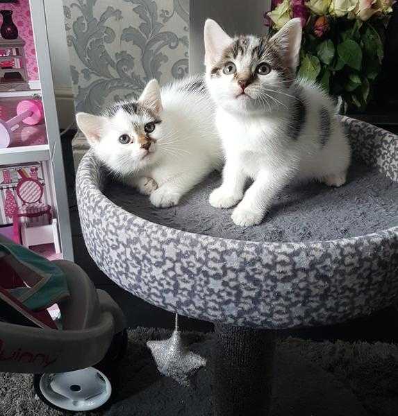 WhiteTabby Kittens . 2 Boys Available - Ready Now