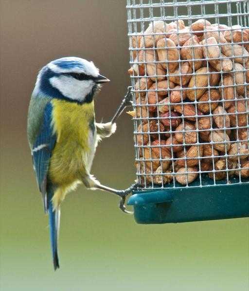 Wild Bird Food -Half Retail Prices