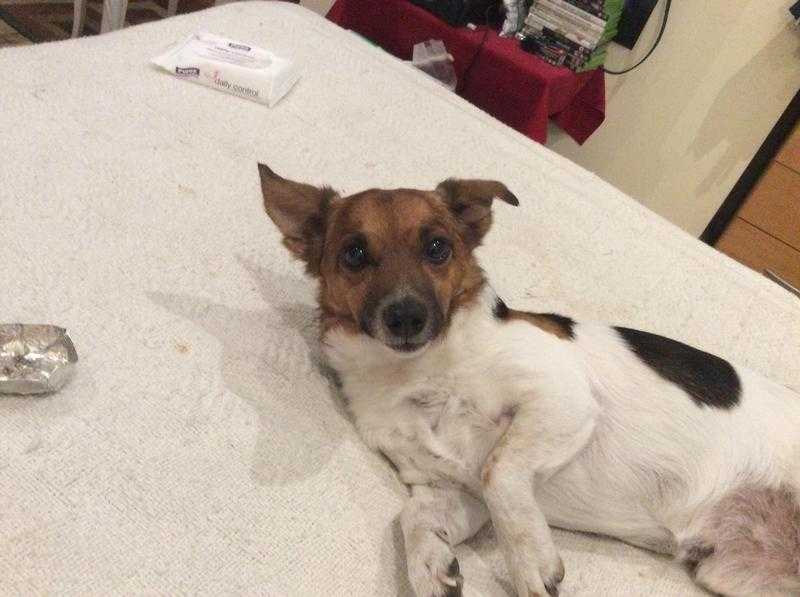 Will Pay Small Terrier Bitch to breed with my gorgeous Jack Russell. r