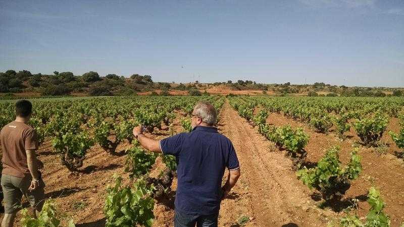 Wineyard in Spain (Requena-Utiel)