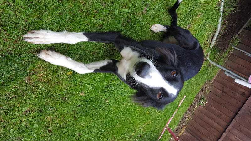 Wippet  border collie dog