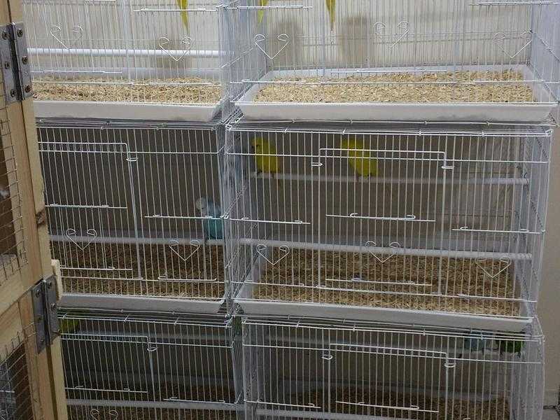 Wire Budgie Quail Teetar Breeder bird Cage large
