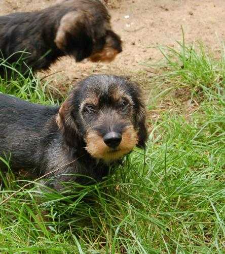 Wire haired Dachshund puppies for sale