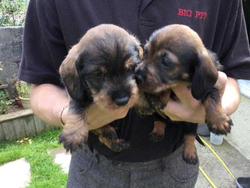 Wirehair Dachshund pups