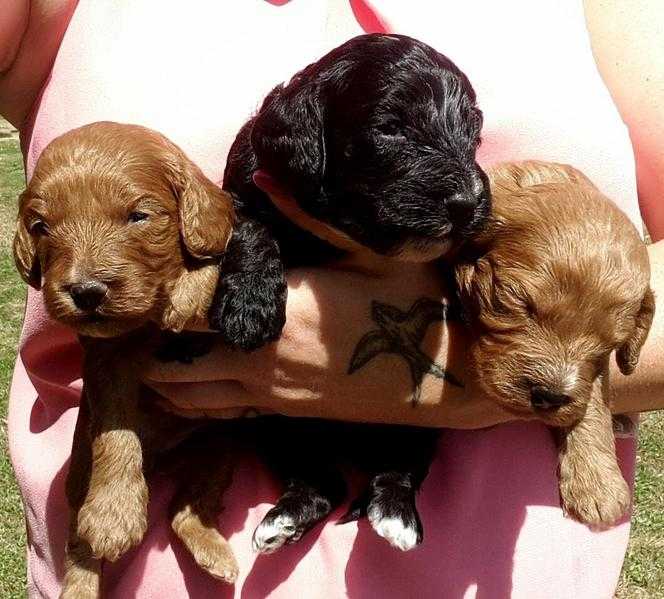 Wonderful family raised PRA an DNA tested cockapoo puppies