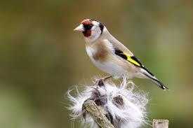 Wonderful singing goldfinches