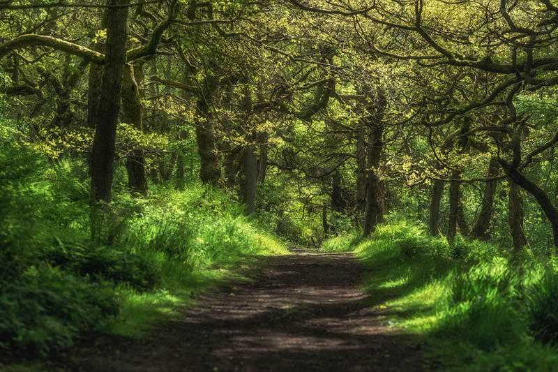 Woodland Photowalk - April 6th, Crackley Woods