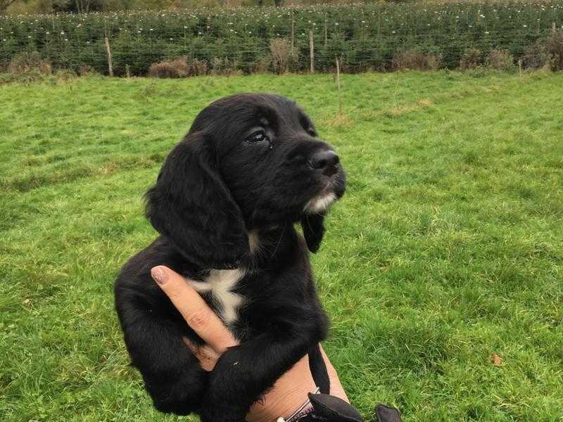 Working cocker spaniel pups