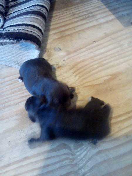 Working cocker spaniel pups