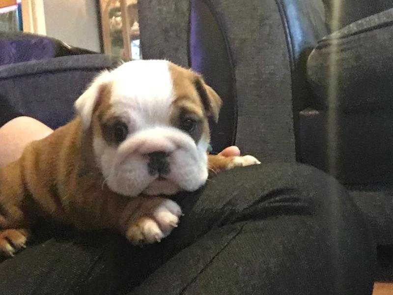 X2 female bulldog puppies for sale